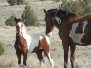 Mustang Mare and Foal