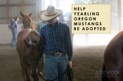 Help Yearling Oregon Mustangs Be Adopted
